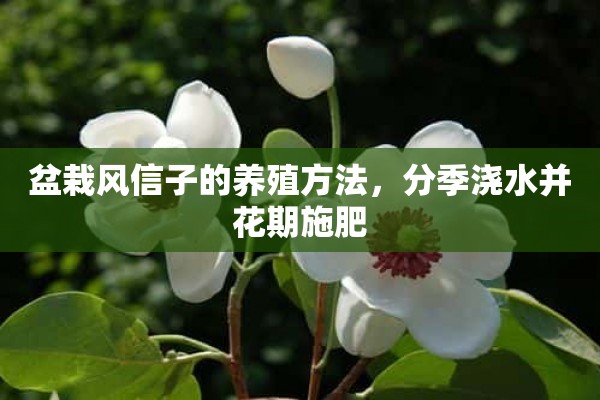 盆栽风信子的养殖方法，分季浇水并花期施肥