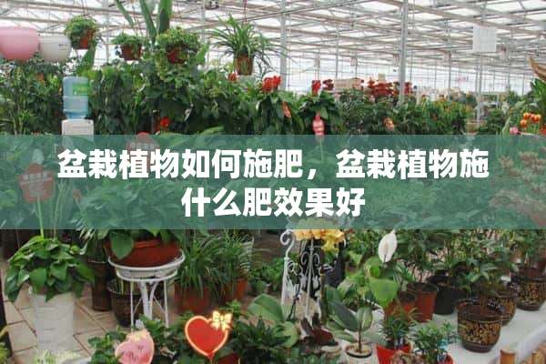 盆栽植物如何施肥，盆栽植物施什么肥效果好