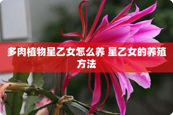 多肉植物星乙女怎么养 星乙女的养殖方法