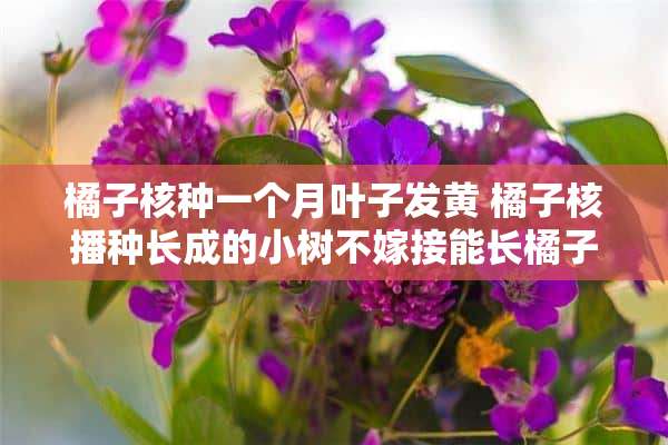 橘子核种一个月叶子发黄 橘子核播种长成的小树不嫁接能长橘子吗