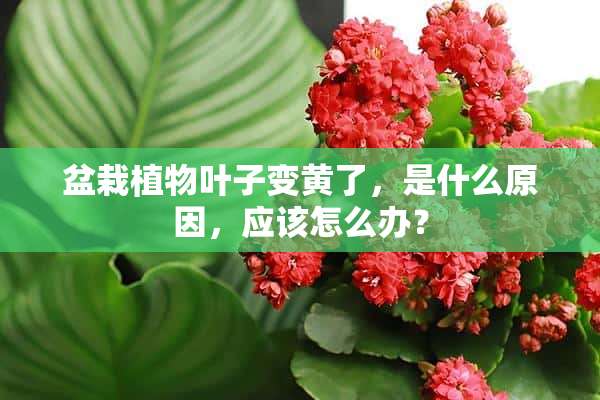 盆栽植物叶子变黄了，是什么原因，应该怎么办？