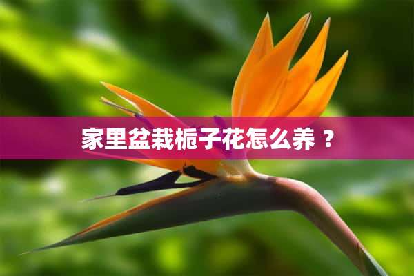 家里盆栽栀子花怎么养 ？