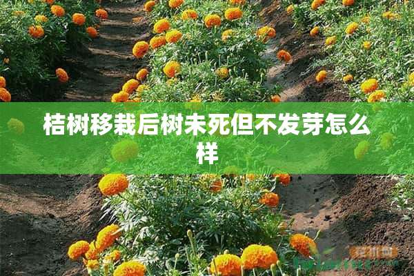 桔树移栽后树未死但不发芽怎么样