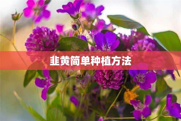 韭黄简单种植方法