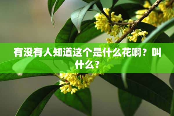 有没有人知道这个是什么花啊？叫什么？