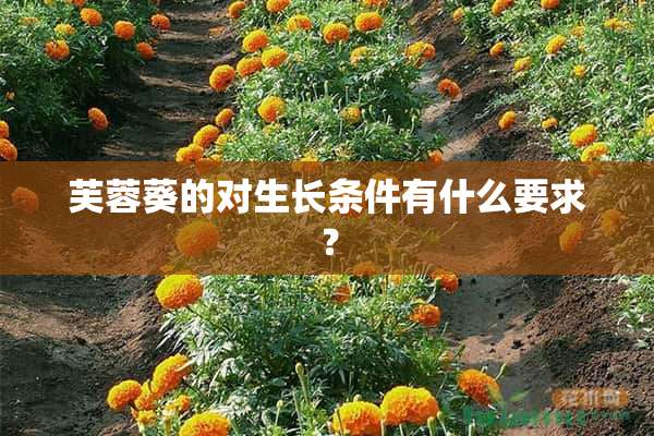 芙蓉葵的对生长条件有什么要求？