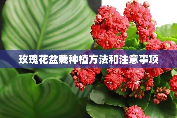 玫瑰花盆栽种植方法和注意事项