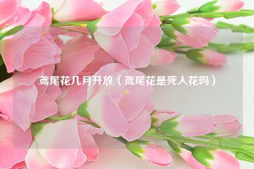 鸢尾花几月开放（鸢尾花是死人花吗） 花卉