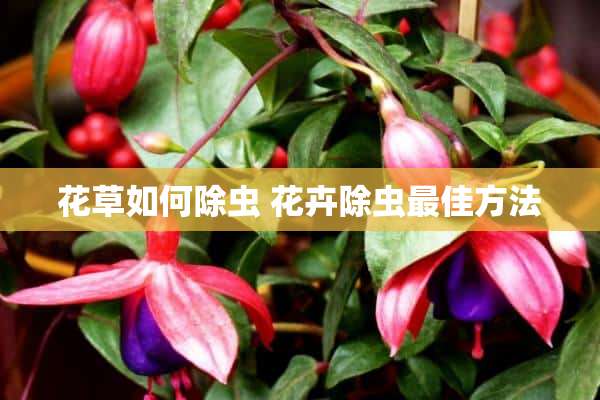 花草如何除虫 花卉除虫最佳方法