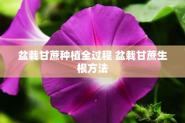 盆栽甘蔗种植全过程 盆栽甘蔗生根方法