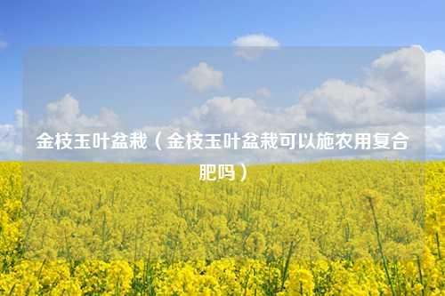 金枝玉叶盆栽（金枝玉叶盆栽可以施农用复合肥吗） 花卉