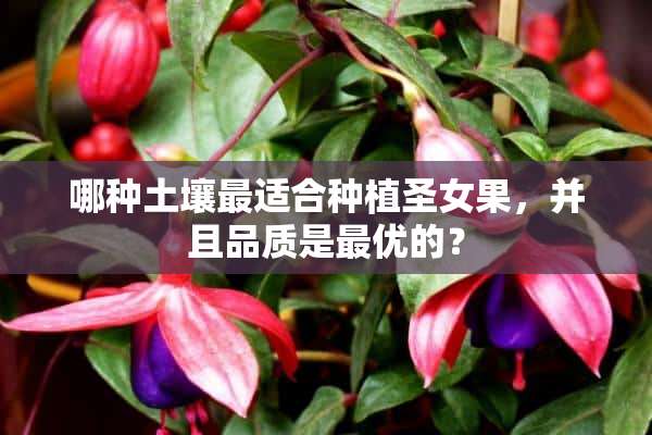 哪种土壤最适合种植圣女果，并且品质是最优的？