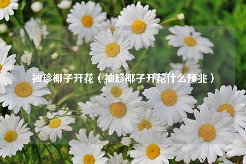 袖珍椰子开花（袖珍椰子开花什么预兆） 花卉