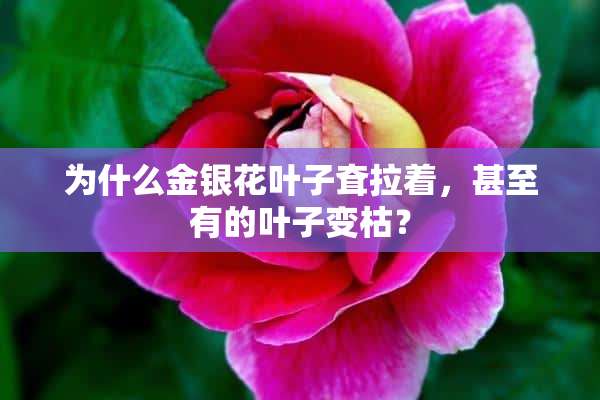 为什么金银花叶子耷拉着，甚至有的叶子变枯？