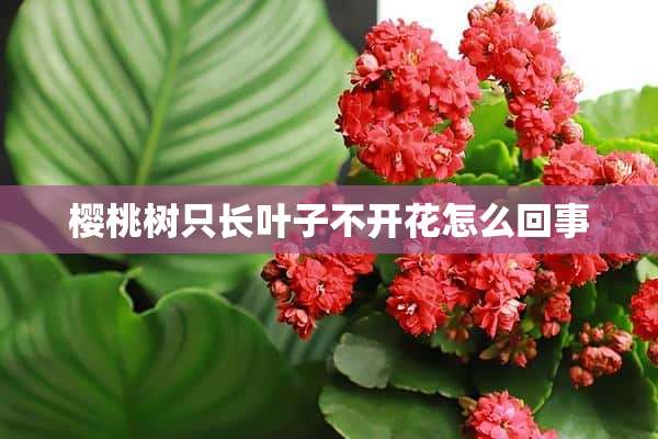 樱桃树只长叶子不开花怎么回事