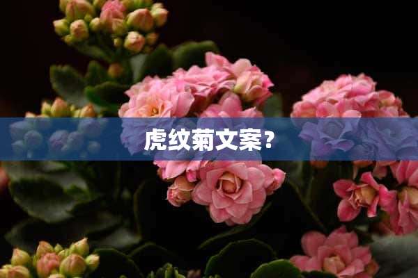 虎纹菊文案？