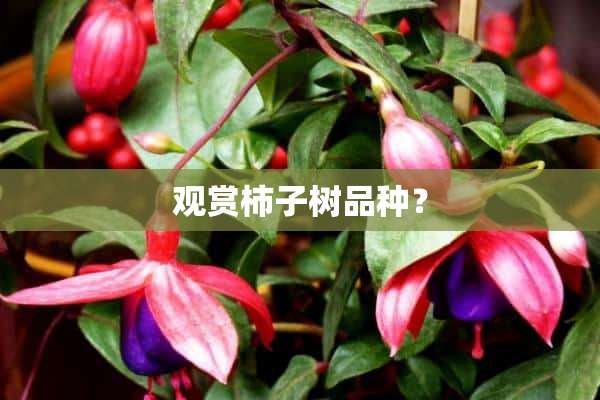 观赏柿子树品种？