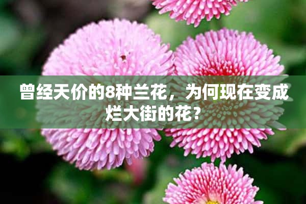 曾经天价的8种兰花，为何现在变成烂大街的花？