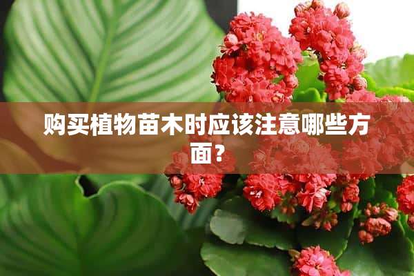 购买植物苗木时应该注意哪些方面？