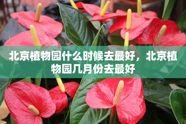 北京植物园什么时候去最好，北京植物园几月份去最好