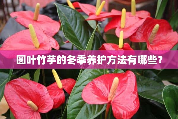 圆叶竹芋的冬季养护方法有哪些？