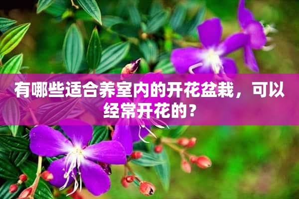 有哪些适合养室内的开花盆栽，可以经常开花的？