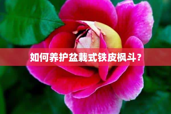 如何养护盆栽式铁皮枫斗？