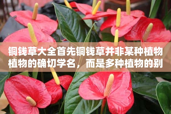 铜钱草大全首先铜钱草并非某种植物植物的确切学名，而是多种植物的别称。