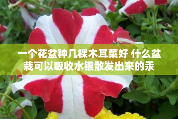 一个花盆种几棵木耳菜好 什么盆栽可以吸收水银散发出来的汞