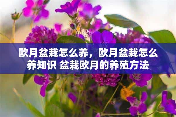 欧月盆栽怎么养，欧月盆栽怎么养知识 盆栽欧月的养殖方法