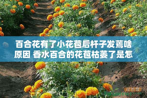 百合花有了小花苞后杆子发蔫啥原因 香水百合的花苞枯萎了是怎么回事