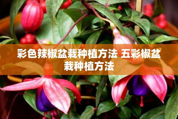 彩色辣椒盆栽种植方法 五彩椒盆栽种植方法