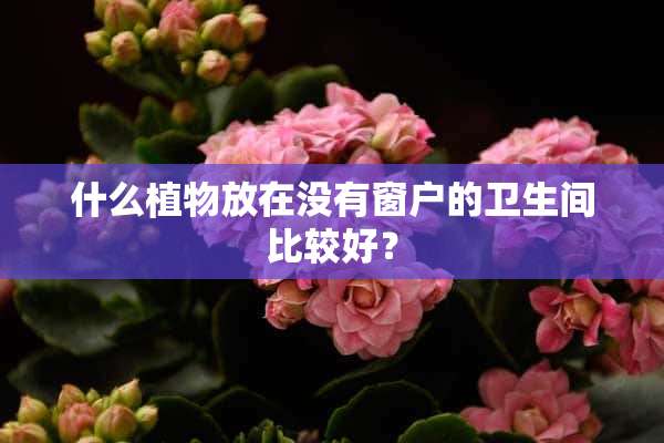 什么植物放在没有窗户的卫生间比较好？