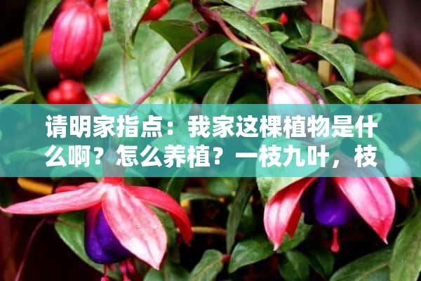 请明家指点：我家这棵植物是什么啊？怎么养植？一枝九叶，枝叶一定时期就会脱落