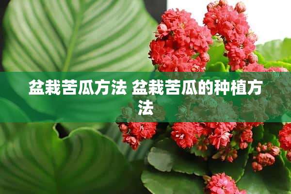 盆栽苦瓜方法 盆栽苦瓜的种植方法