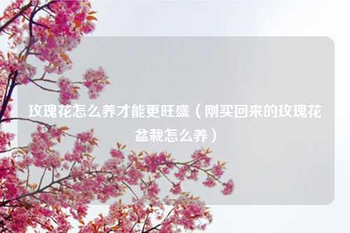 玫瑰花怎么养才能更旺盛（刚买回来的玫瑰花盆栽怎么养）