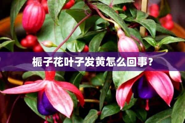 栀子花叶子发黄怎么回事？