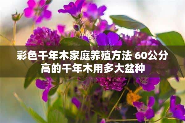 彩色千年木家庭养殖方法 60公分高的千年木用多大盆种