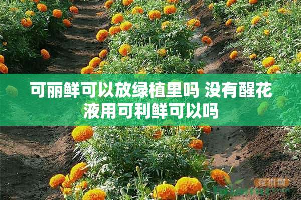 可丽鲜可以放绿植里吗 没有醒花液用可利鲜可以吗