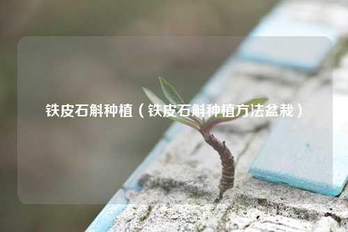 铁皮石斛种植（铁皮石斛种植方法盆栽） 花卉