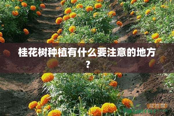 桂花树种植有什么要注意的地方？