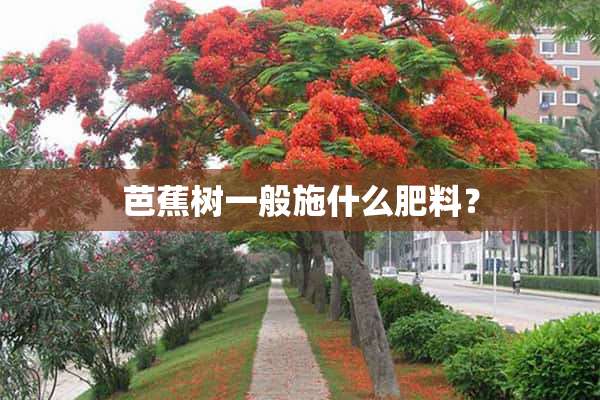 芭蕉树一般施什么肥料？