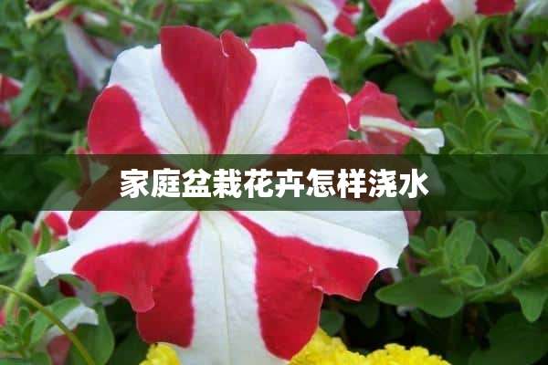 家庭盆栽花卉怎样浇水