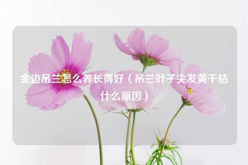 金边吊兰怎么养长得好（吊兰叶子尖发黄干枯什么原因） 花卉