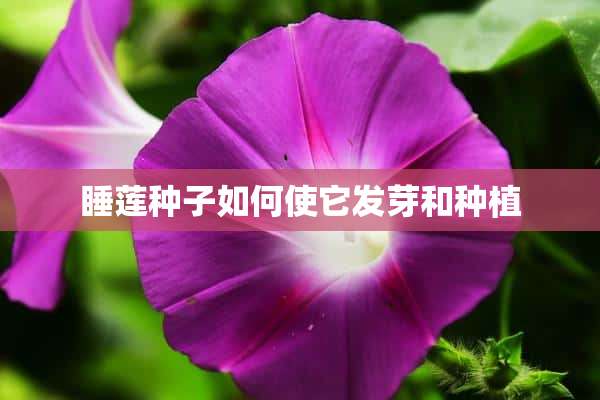 睡莲种子如何使它发芽和种植