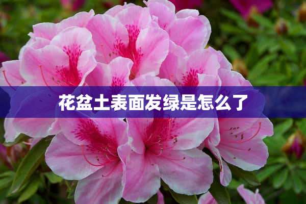 花盆土表面发绿是怎么了