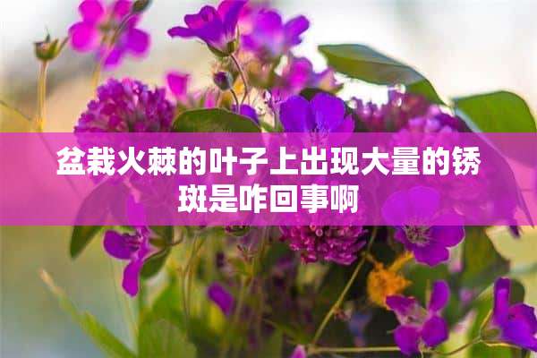 盆栽火棘的叶子上出现大量的锈斑是咋回事啊