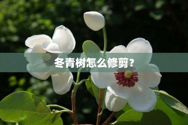 冬青树怎么修剪？