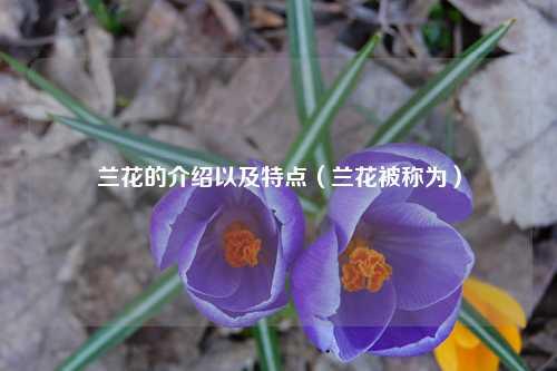 兰花的介绍以及特点（兰花被称为） 花卉