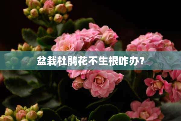 盆栽杜鹃花不生根咋办？